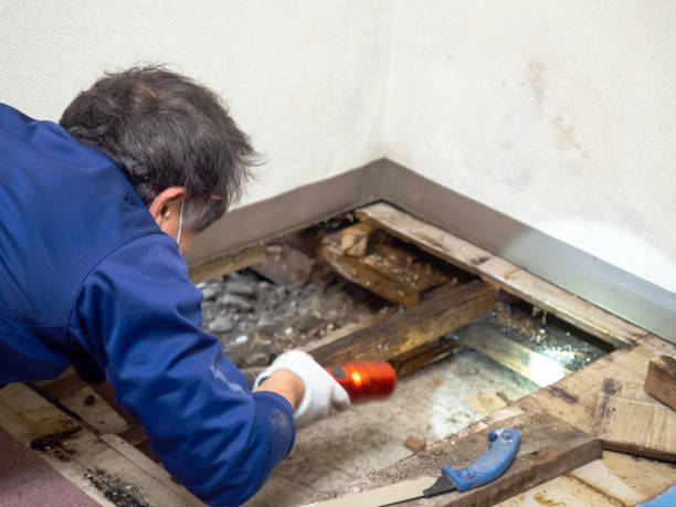 Best Water Damage Restoration  in Carrizo Hill, TX