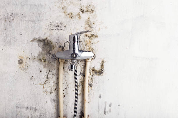 Carrizo Hill, TX Mold Removal Company