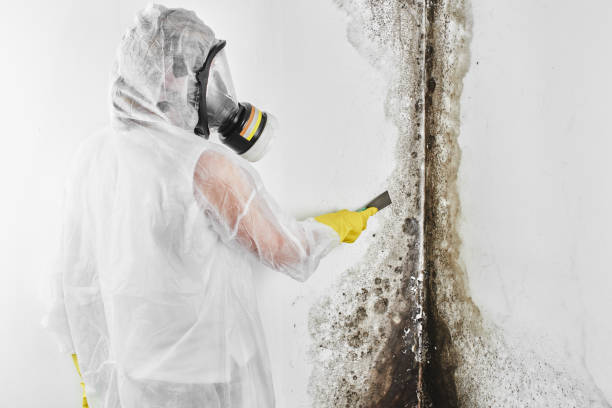 Best Crawl Space Mold Removal  in Carrizo Hill, TX