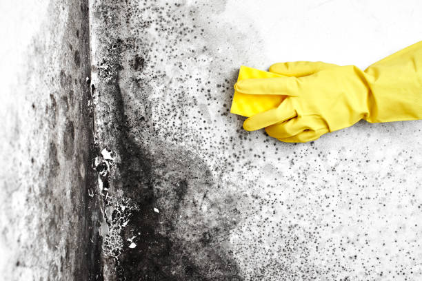 Best Attic Mold Removal  in Carrizo Hill, TX