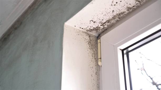 Best Certified Mold Removal  in Carrizo Hill, TX