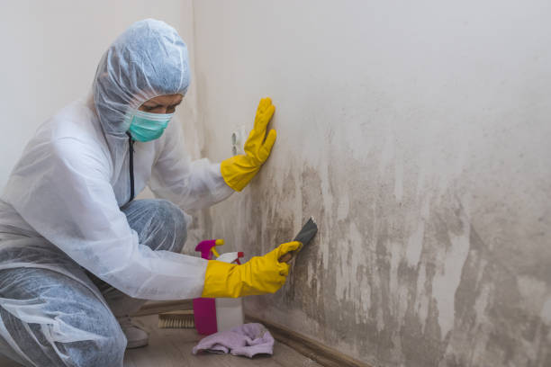 Water Damage Restoration in Carrizo Hill, TX