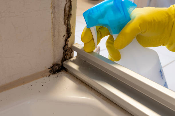 Mold Testing and Removal in Carrizo Hill, TX