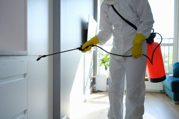 Best Office Mold Removal Services  in Carrizo Hill, TX