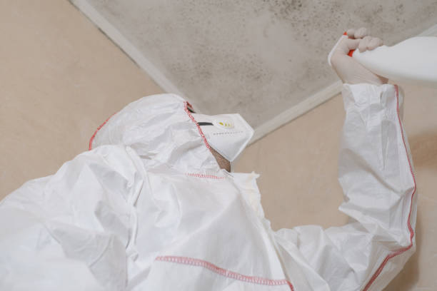 Best Mold Damage Repair  in Carrizo Hill, TX