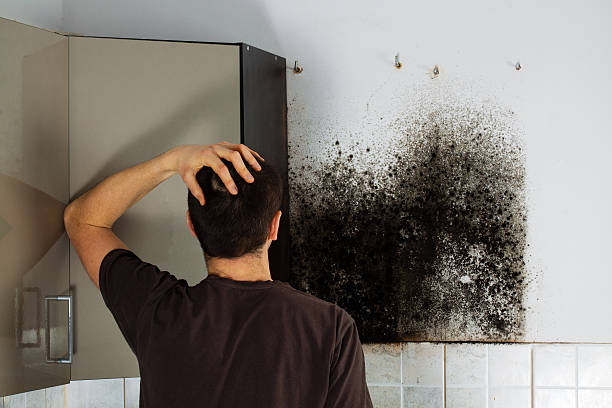 Best Best Mold Removal Companies  in Carrizo Hill, TX