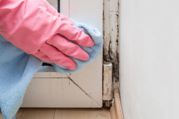 Best Professional Mold Removal  in Carrizo Hill, TX